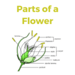 Parts of a Flower