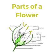Parts of a Flower